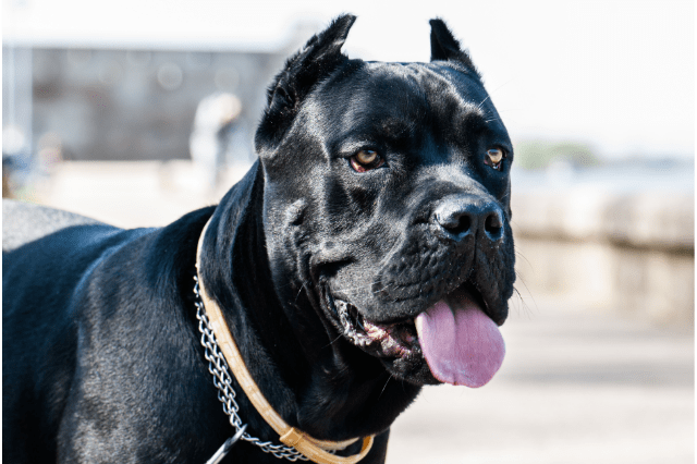 Mean looking dogs - Cane Corso