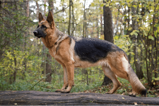 One of the scariest dogs in the world, the German Shepherd