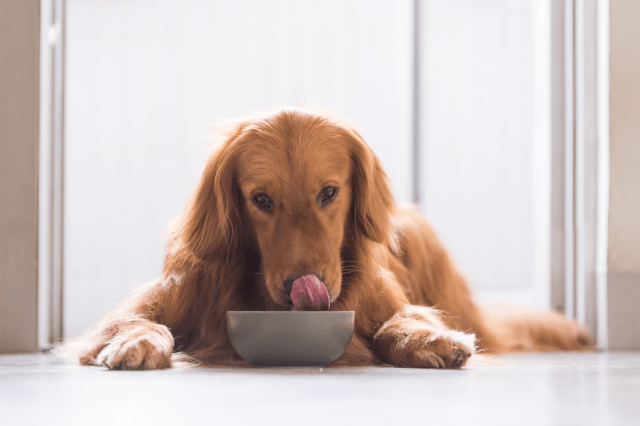 Golden retriever waiting for his dog food