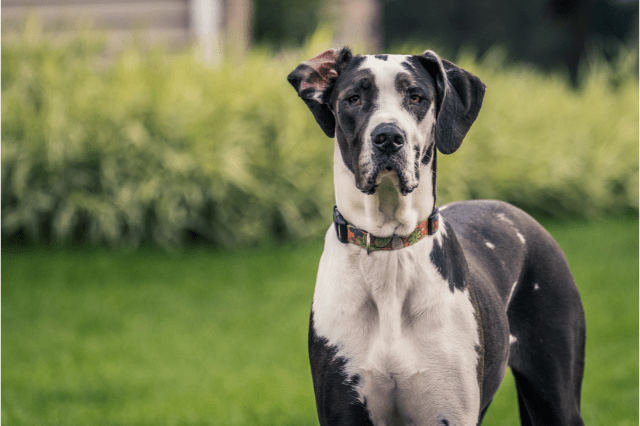 Great Dane is one of the scariest dogs