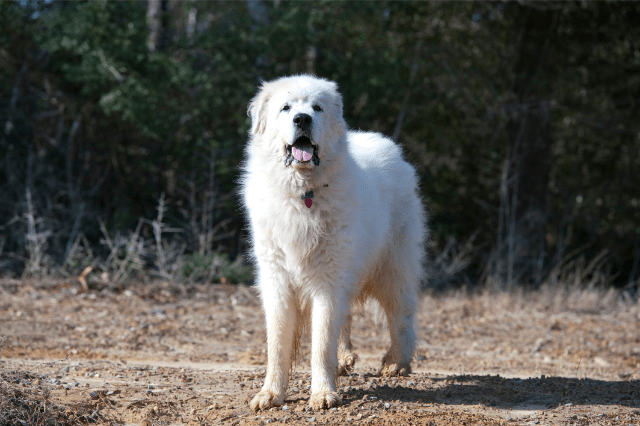 Scary dog breeds - Great Pyrenees