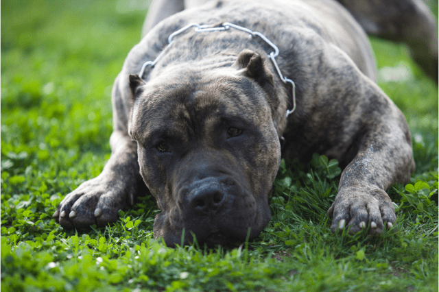 One of the scariest large dog breeds - Perro de Presa Canario