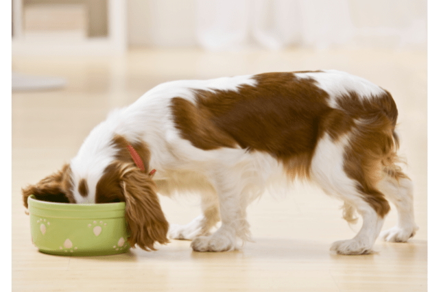 dog eating fresh pet food