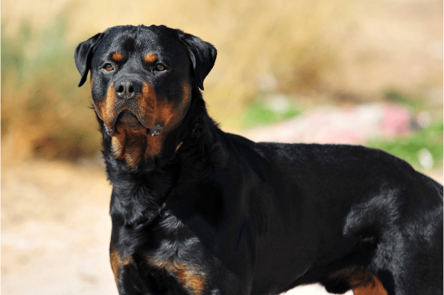 Scary dog breeds (Rottweiler)