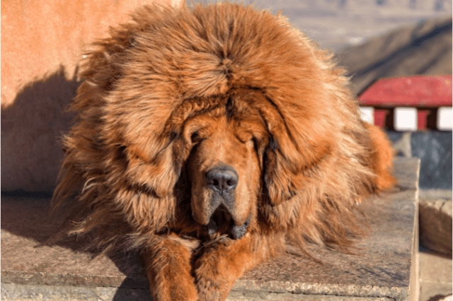 A big Tibetan Mastiff - possibly the scariest dog breed