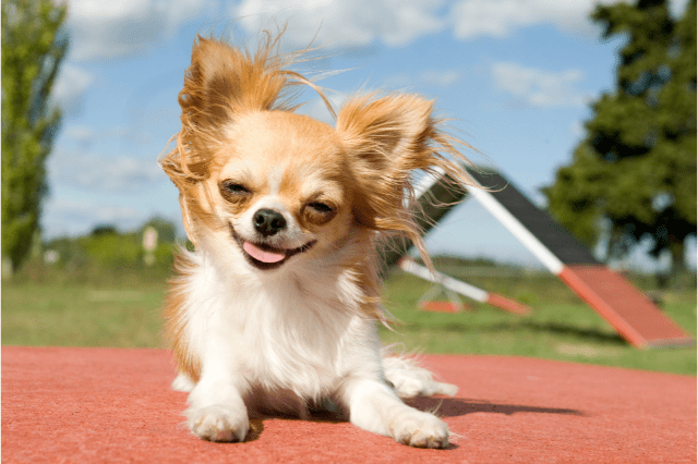 Apple-headed types of Chihuahuas
