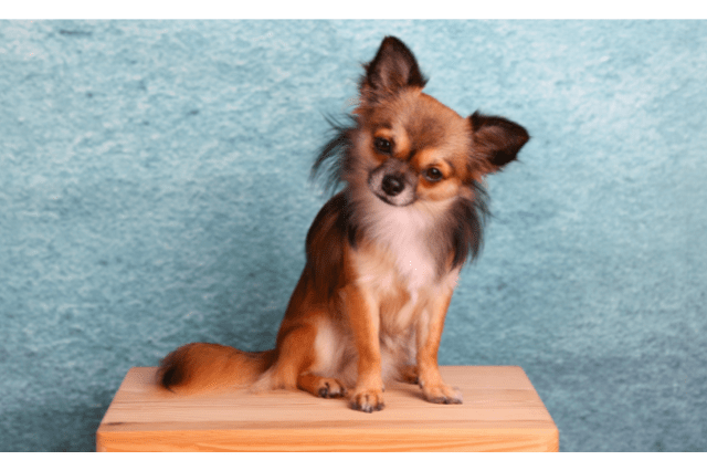 Chihuahua breed of dog