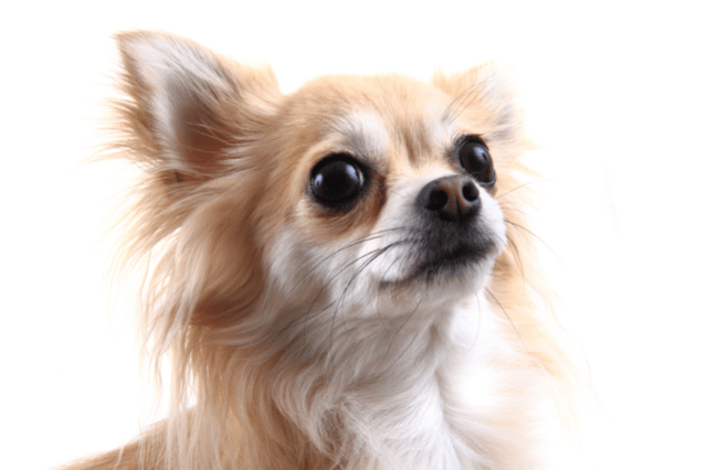 pear-headed Chihuahua