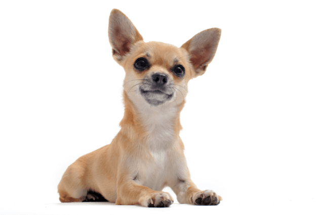 Short haired Chihuahua breed