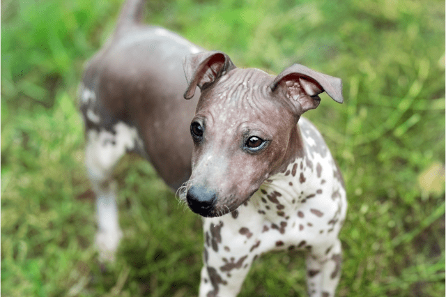 non-shedding dog breeds, American Hairless Terrier