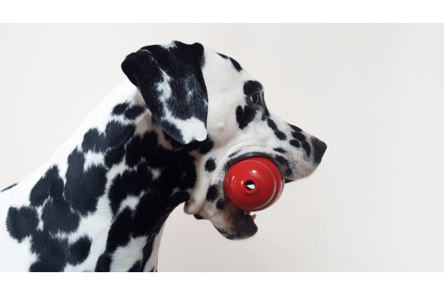 Dog with puzzle toy