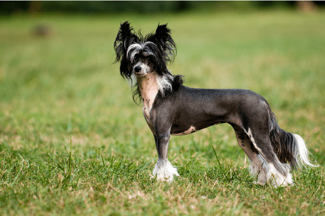 Non-shedding dog breeds, Chinese crested dogs