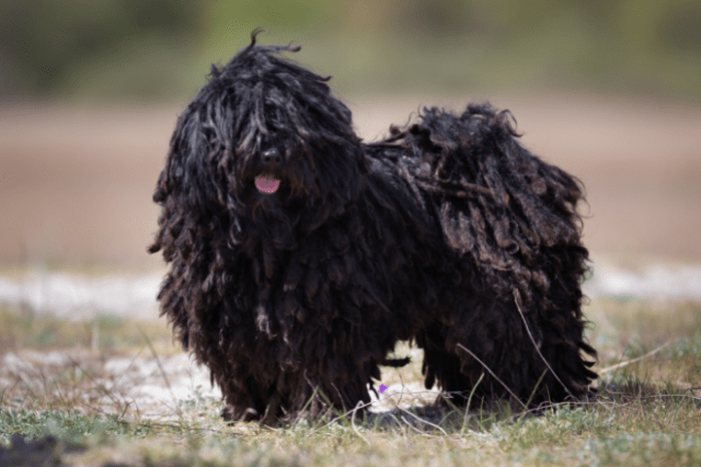 Puli, low-shedding dog breeds