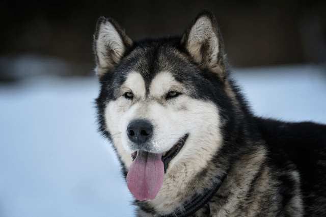 Beautiful dog Alaskan Malamute