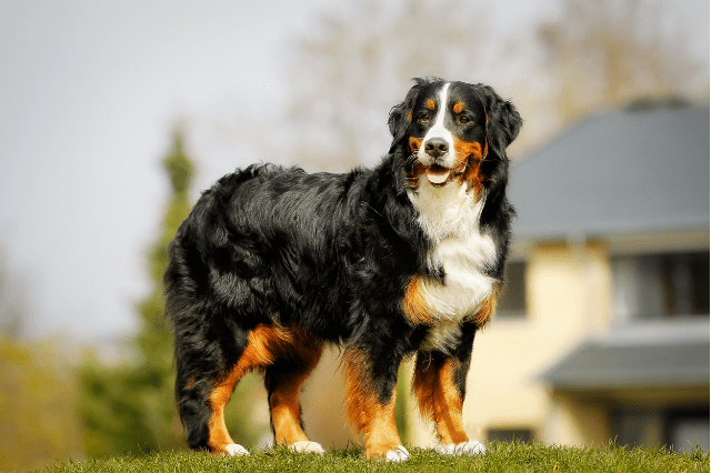 Stunning Bernese Mountain Dog
