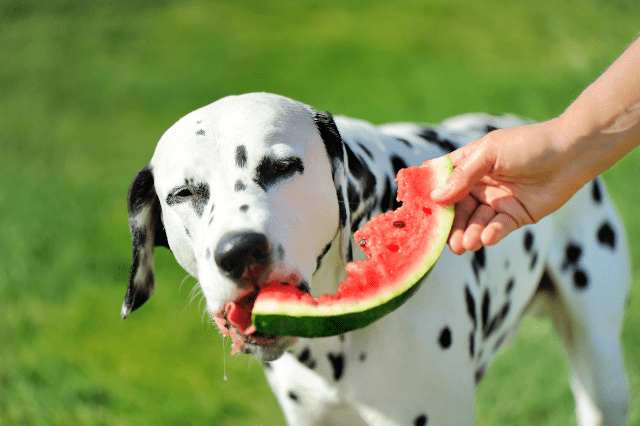 Dog Eat Watermelon
