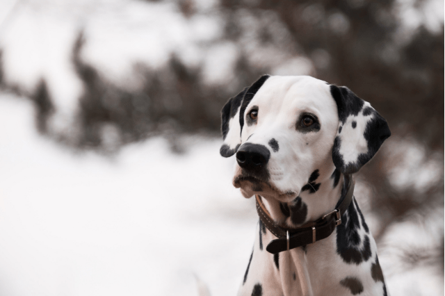 Adorable Dalmatian in snow