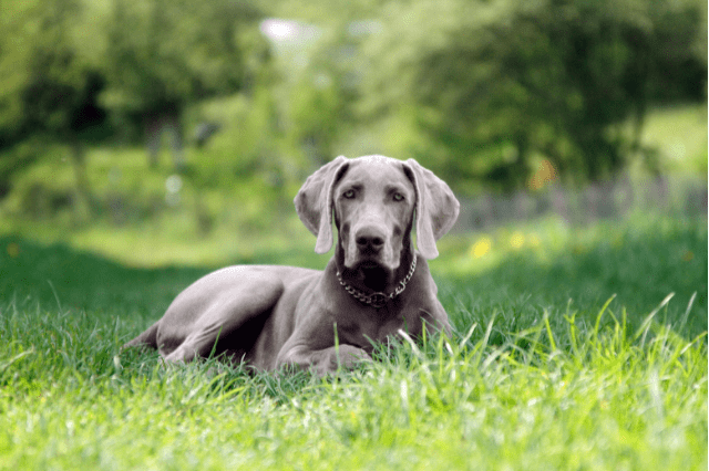 Most beautiful dog breeds - Weimaraner