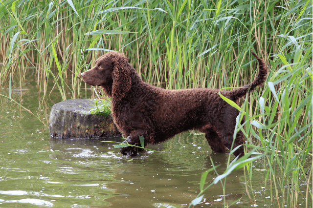American water spaniel, webbed paws