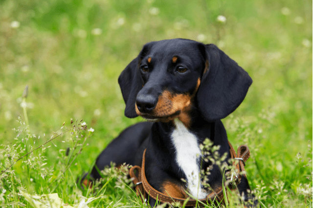 dachshund in grass