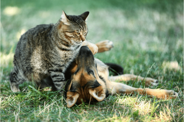 Why do dogs eat cat poop?