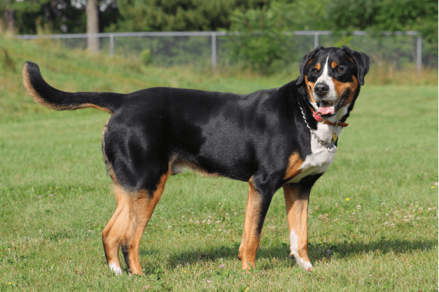 Greater swiss mountain dogs