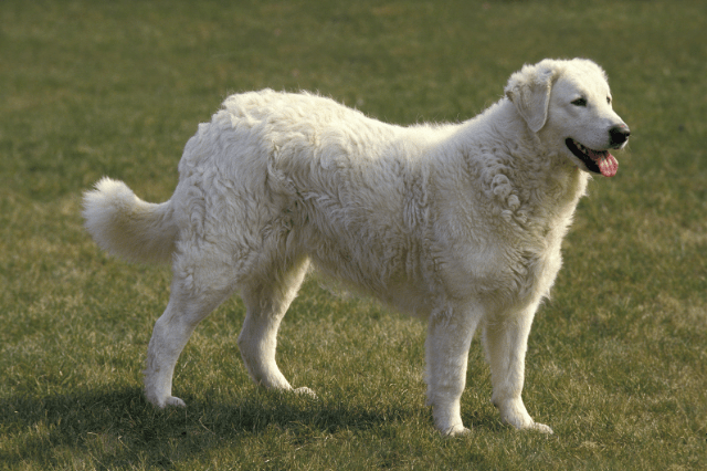 Kuvasz mountain dog