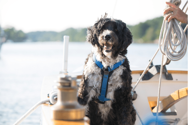 Portuguese Water Dog on boat