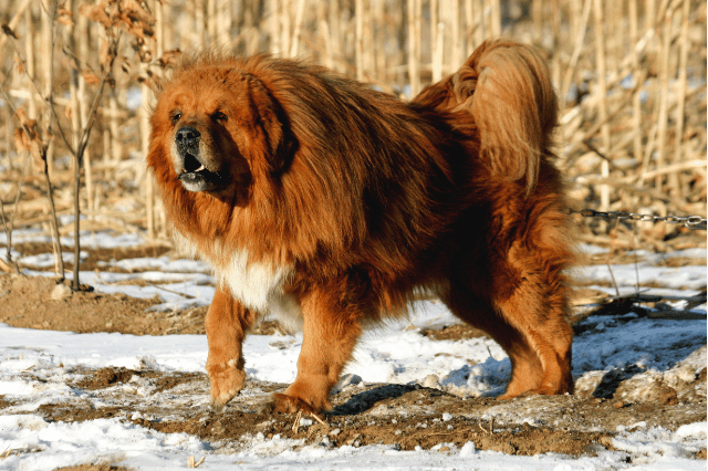 Tibetan Mastiff, Mountian dog breeds