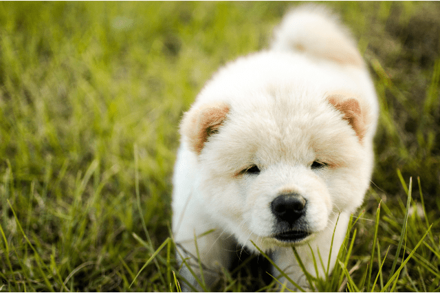Yellow dog breed, Chow Chow