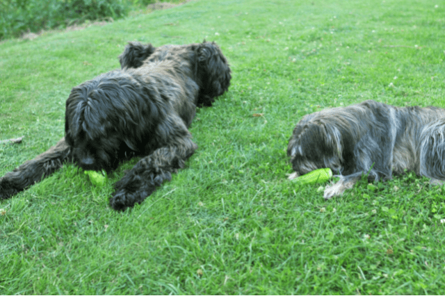 two dogs eating cucumbers