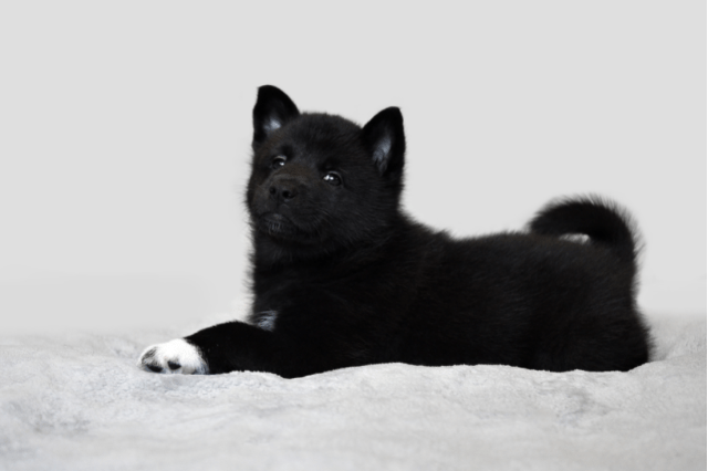 black husky puppy