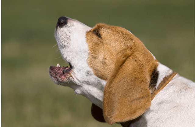 beagle barking