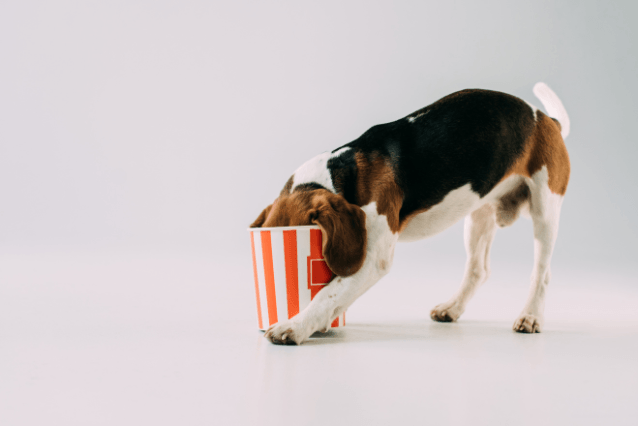 Dog eating popcorn