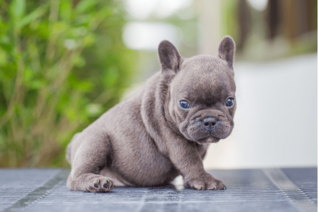 Grey dog breeds, french bulldog
