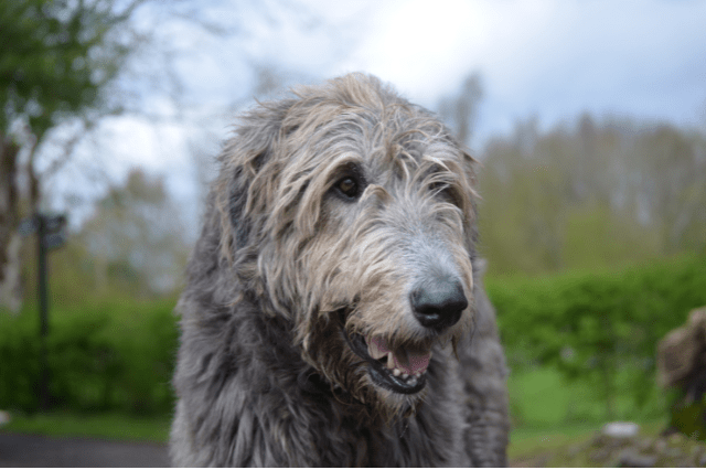 Grey dog breeds, Irish Wolfhound