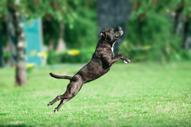 jumping black pitbull