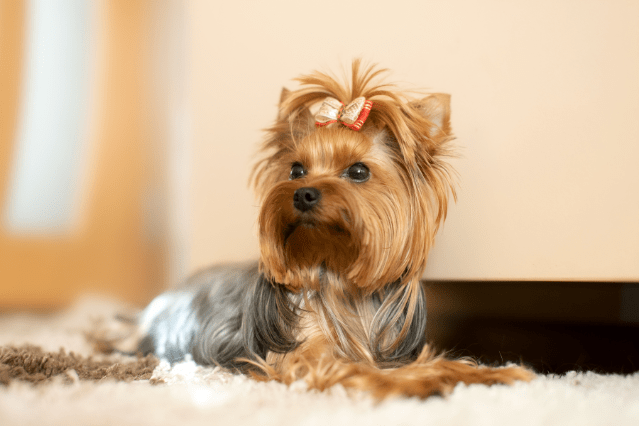 blue and gold Yorkie
