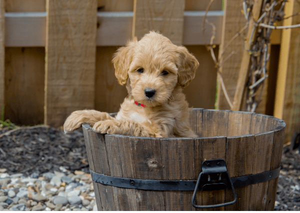 Miniature goldendoodle puppy