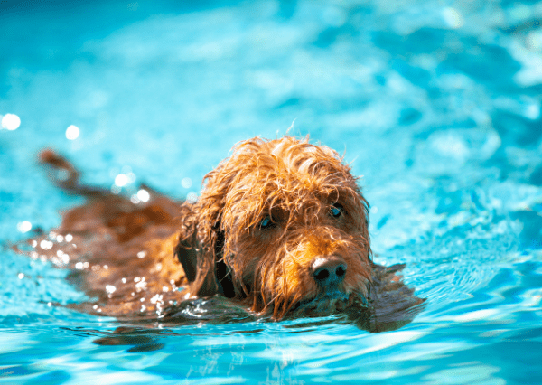 Mini Goldendoodle swimming