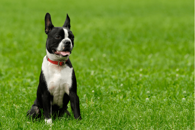 boston terrier, black and white dog