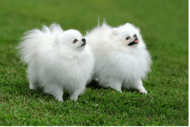 Fluffy white Pomeranian dogs