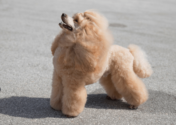 what is a moyen poodle?