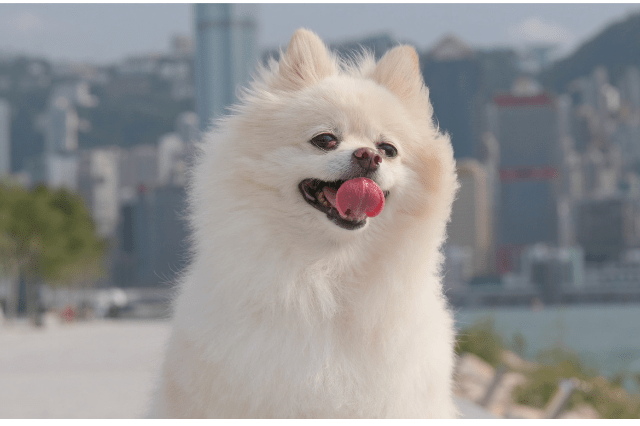 Pomeranian dog breed