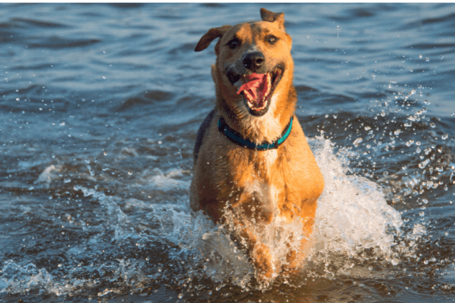 waterproof dog collars