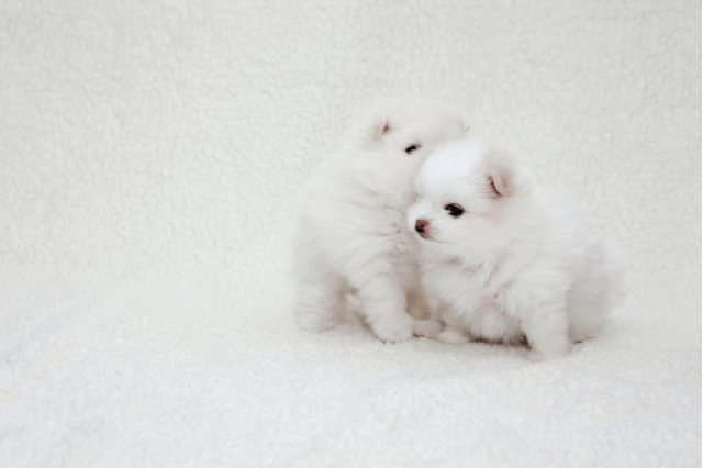 white Pomeranian puppies