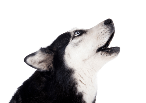 why do huskies howl