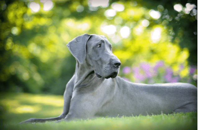 All the great dane colors