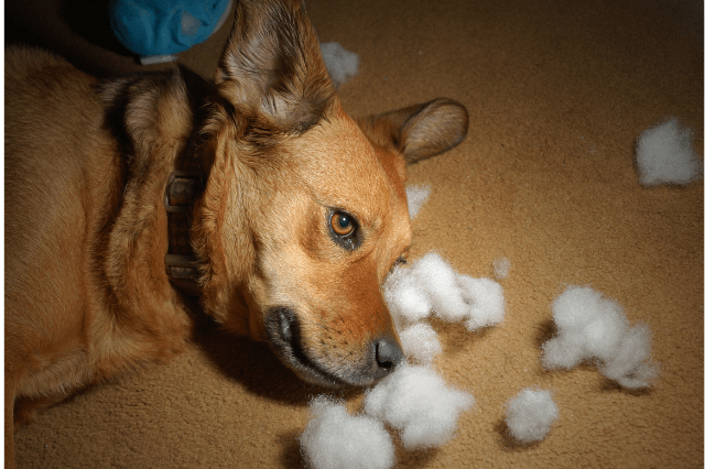 dog with stuffing from toy