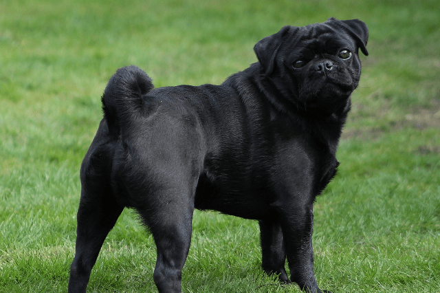 black pug color